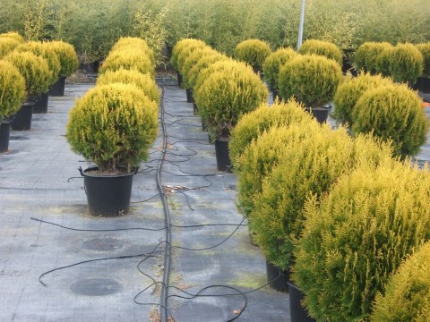 THUJA-COMPACTA-AUREA-NANA-3 (1)